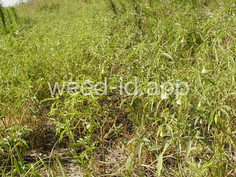 groundcherry, longleaf